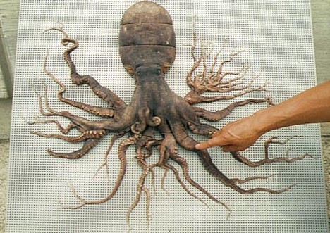 Octopus
