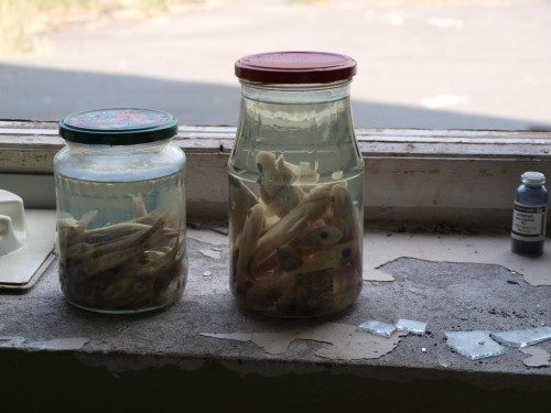 A jar in the ruins of a laboratory experimenting on fish in the Zone of Alienation. Photo: Juhana & Maria Pettersson
